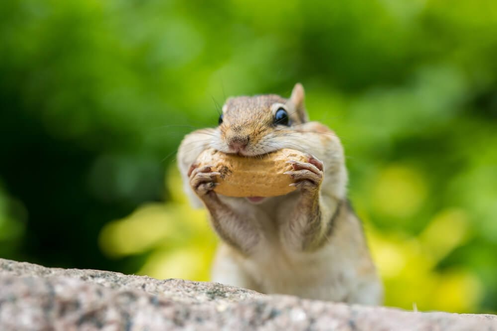chipmunk
