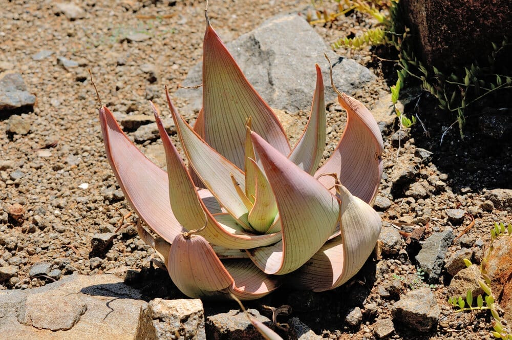 coral aloe