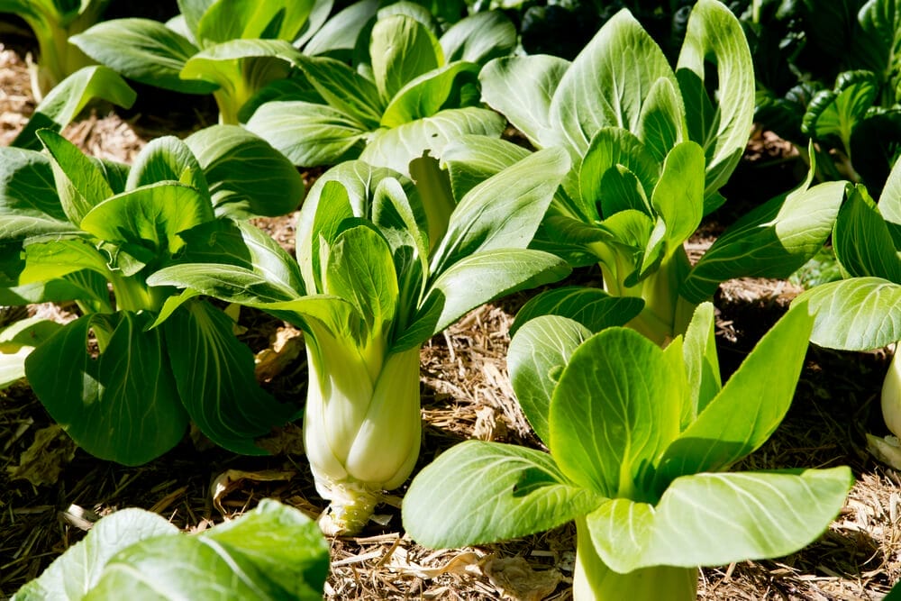growing bok choy