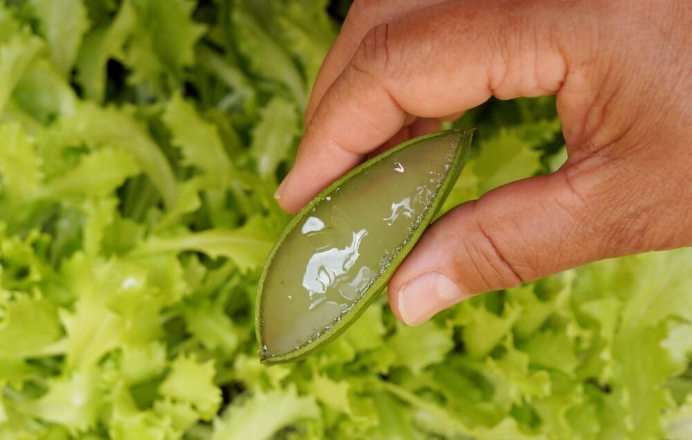 harvest aloe vera