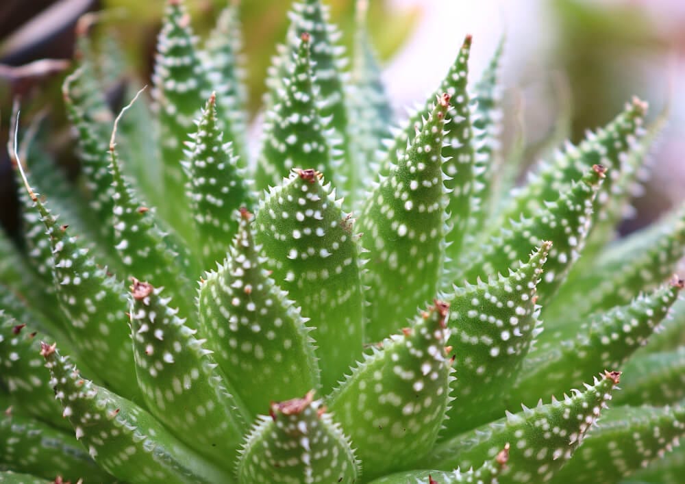 lace aloe