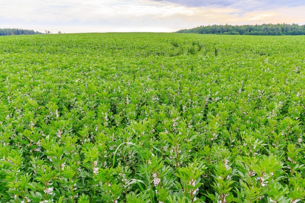 lima beans growing