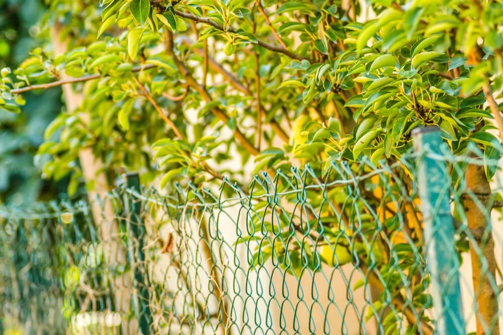 pear fence