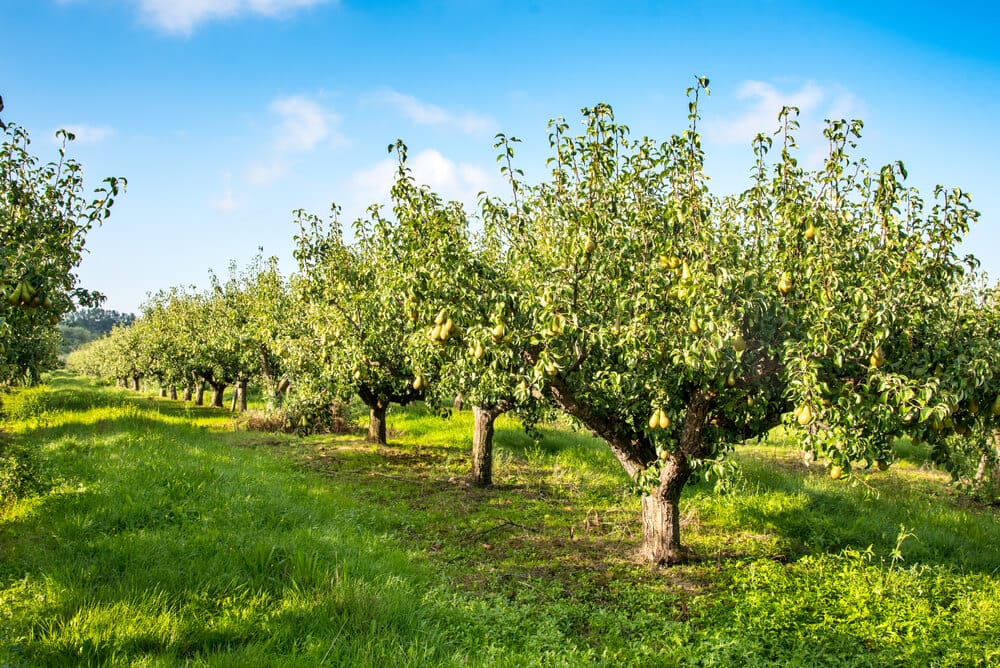 pear tree