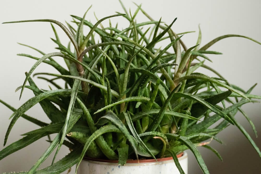spider aloe