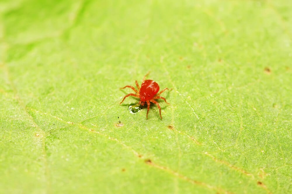 spider mites