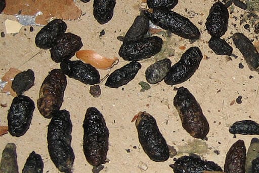 squirrel poop