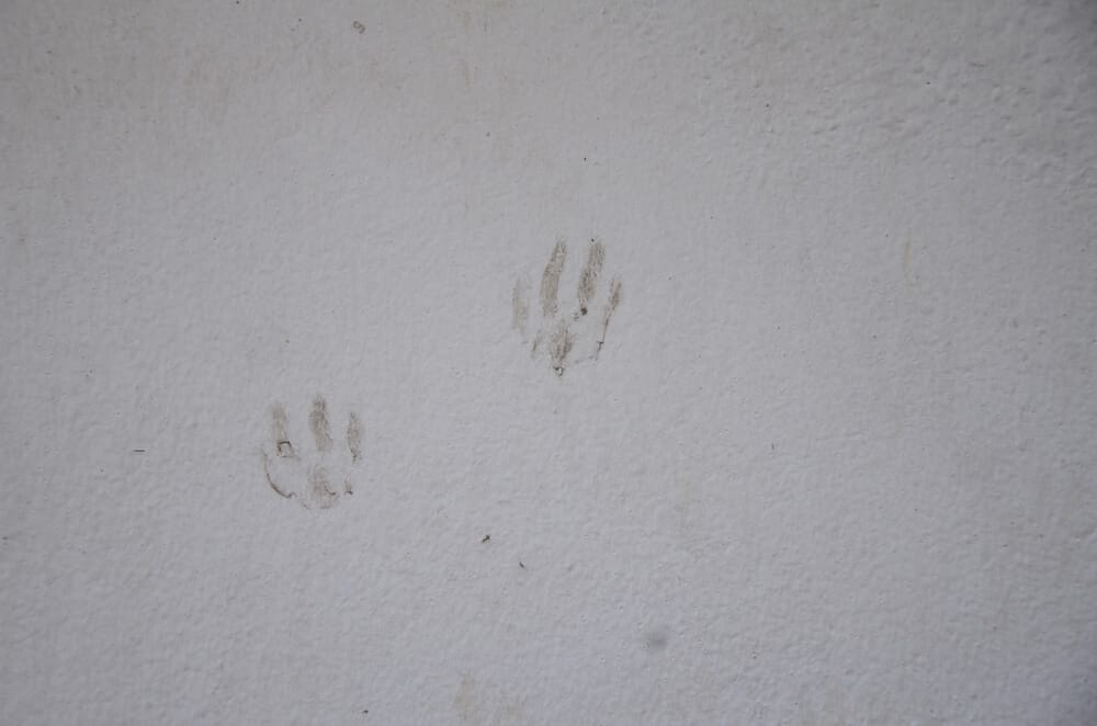 squirrel tracks