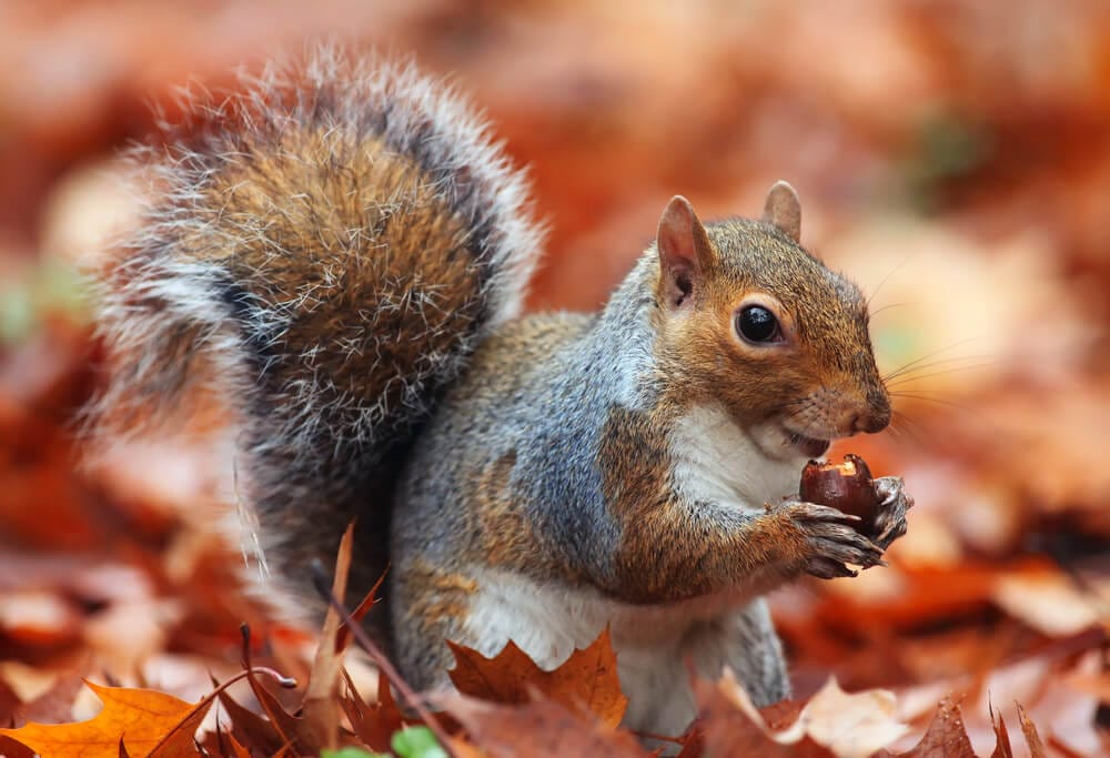 squirrels eating