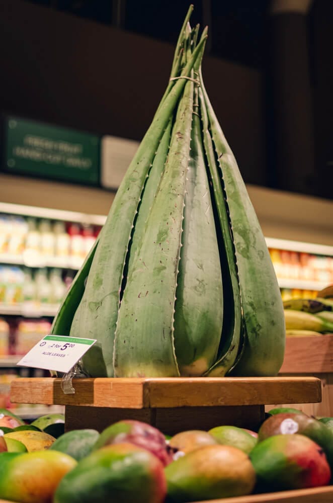 storing aloe vera