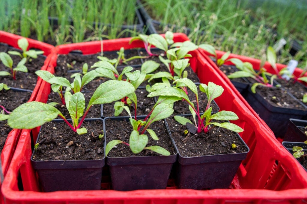 swiss chard