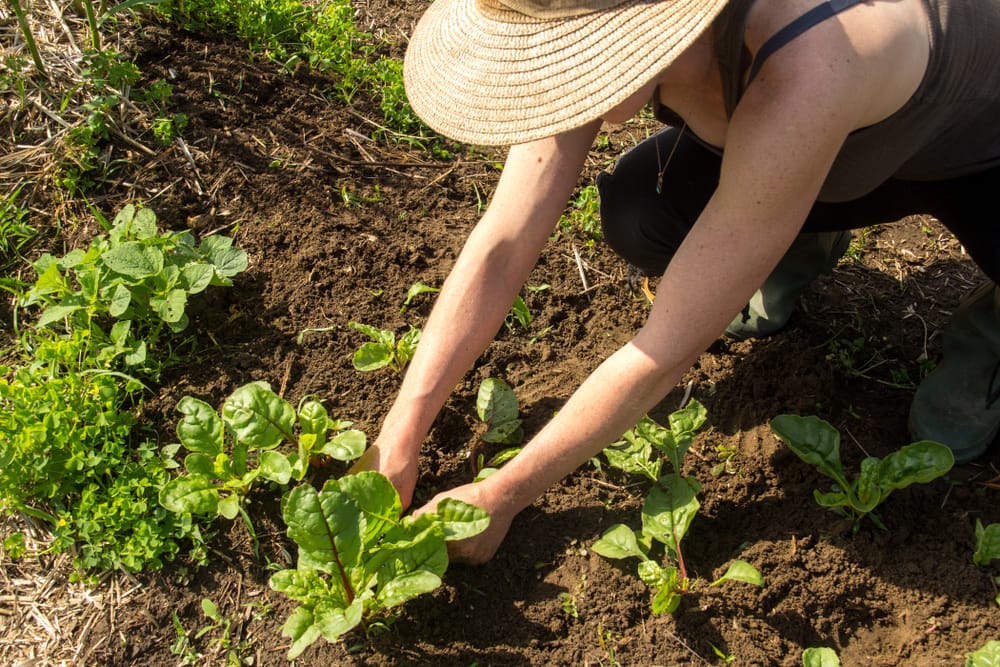 transplant swiss chard