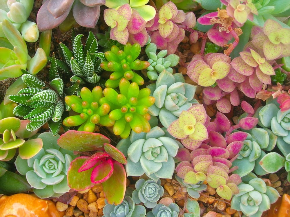 Hens & Chicks Succulents 4