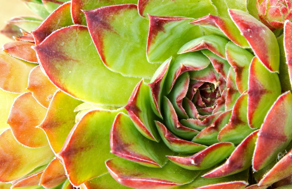 Hens & Chicks Succulents 5