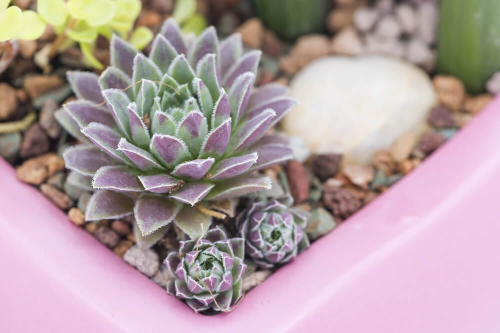 Jovibarba Rollers Hens and Chicks