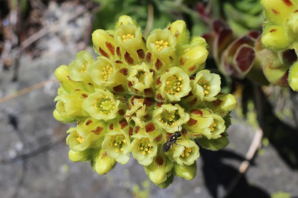 Jovibarba heuffelii hens and chicks