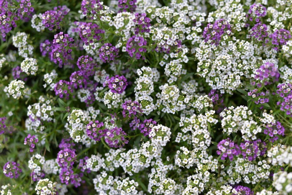 alyssum