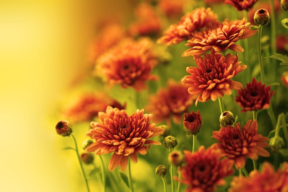 Best Fall Flowers