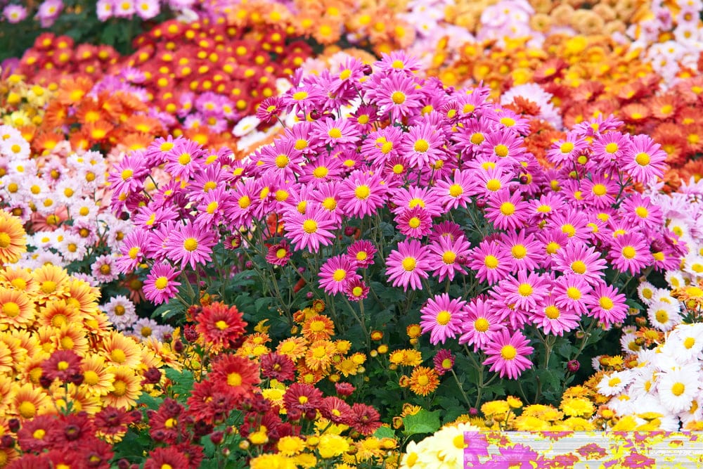 Best Fall Flowers