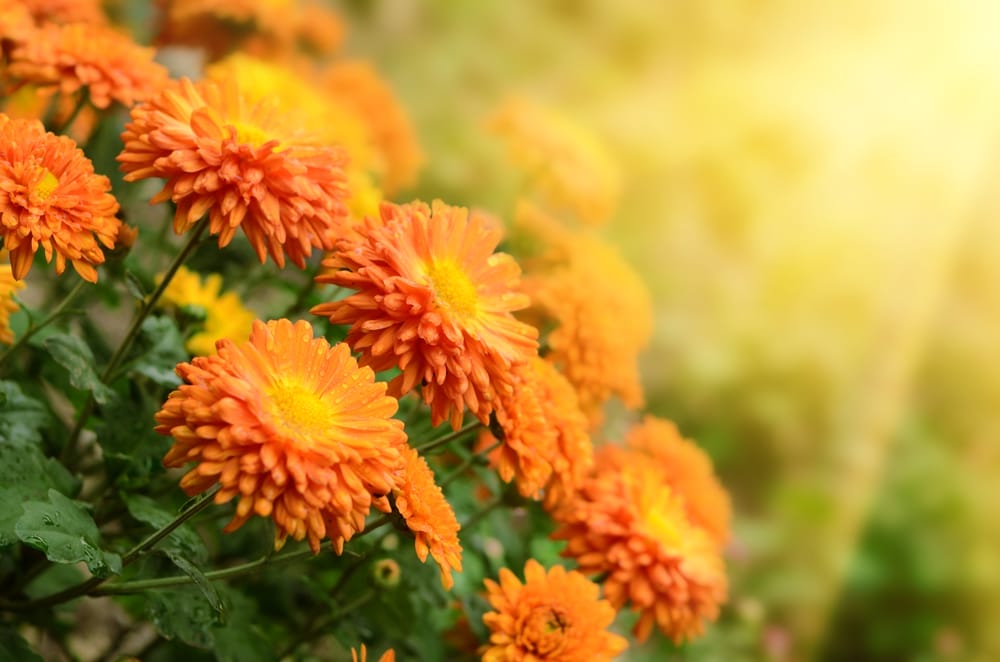 Best Fall Flowers