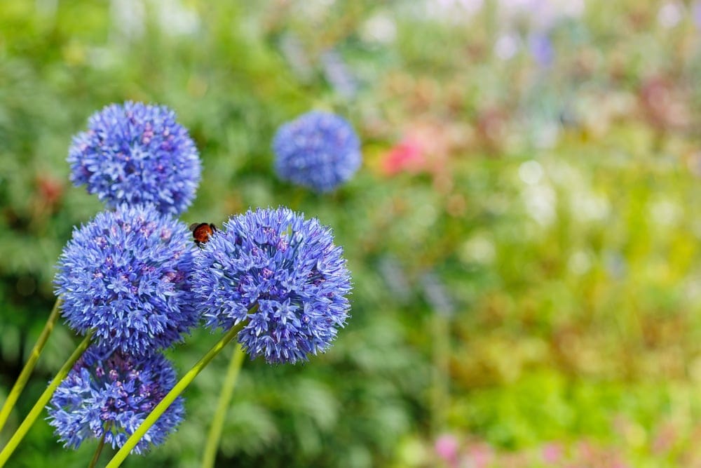 blue allium