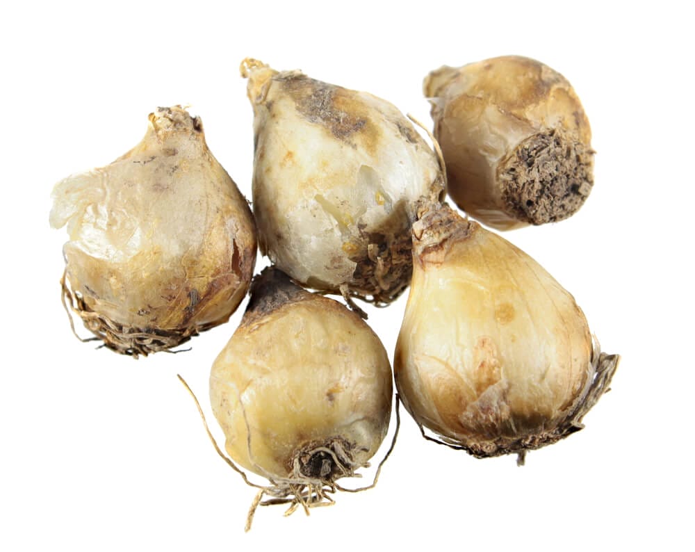 bluebell bulbs