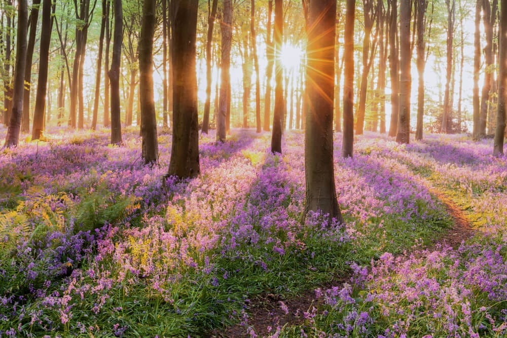 bluebell uses