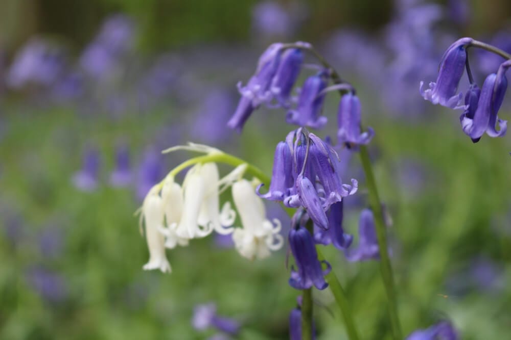 bluebells 2
