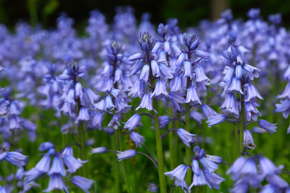 bluebells 3