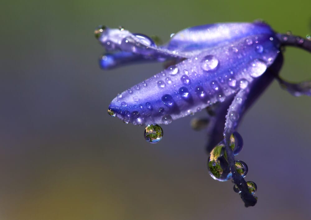 bluebells 4