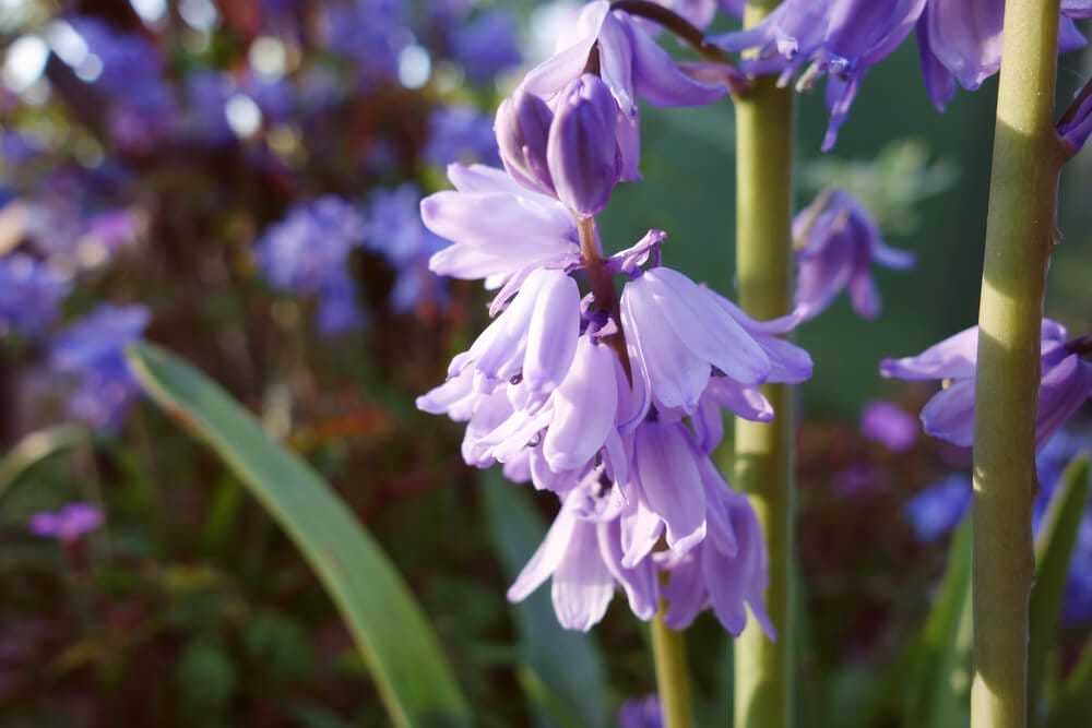 bluebells 5