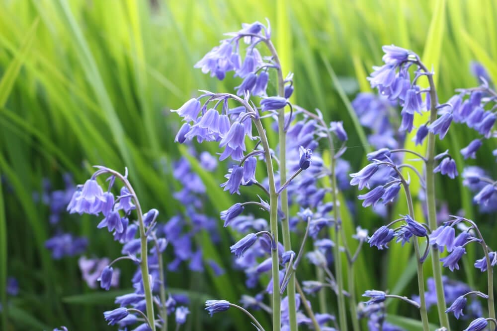 bluebells growing 2