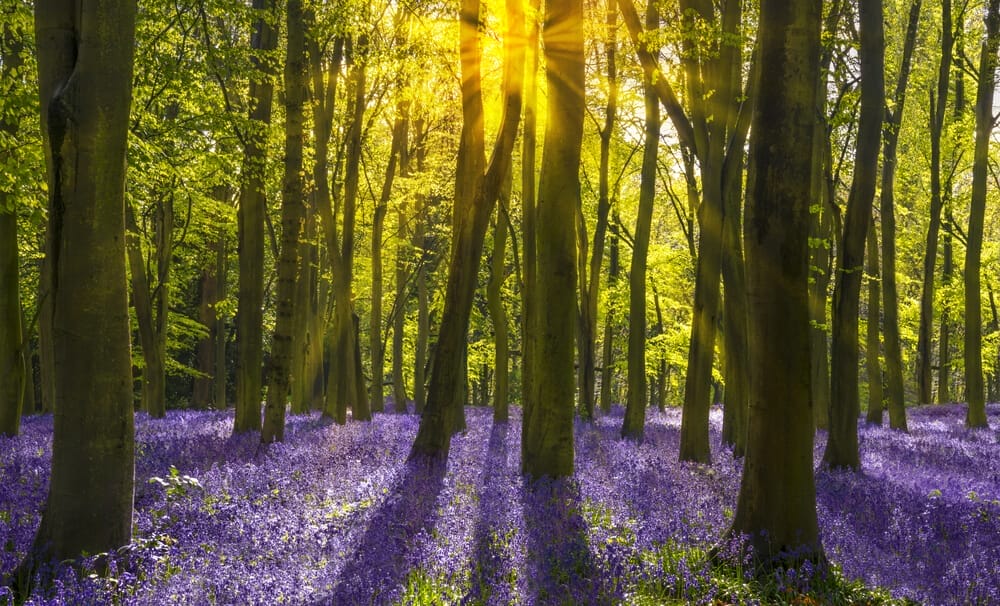 bluebells growing