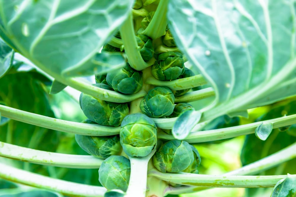 brussel sprouts