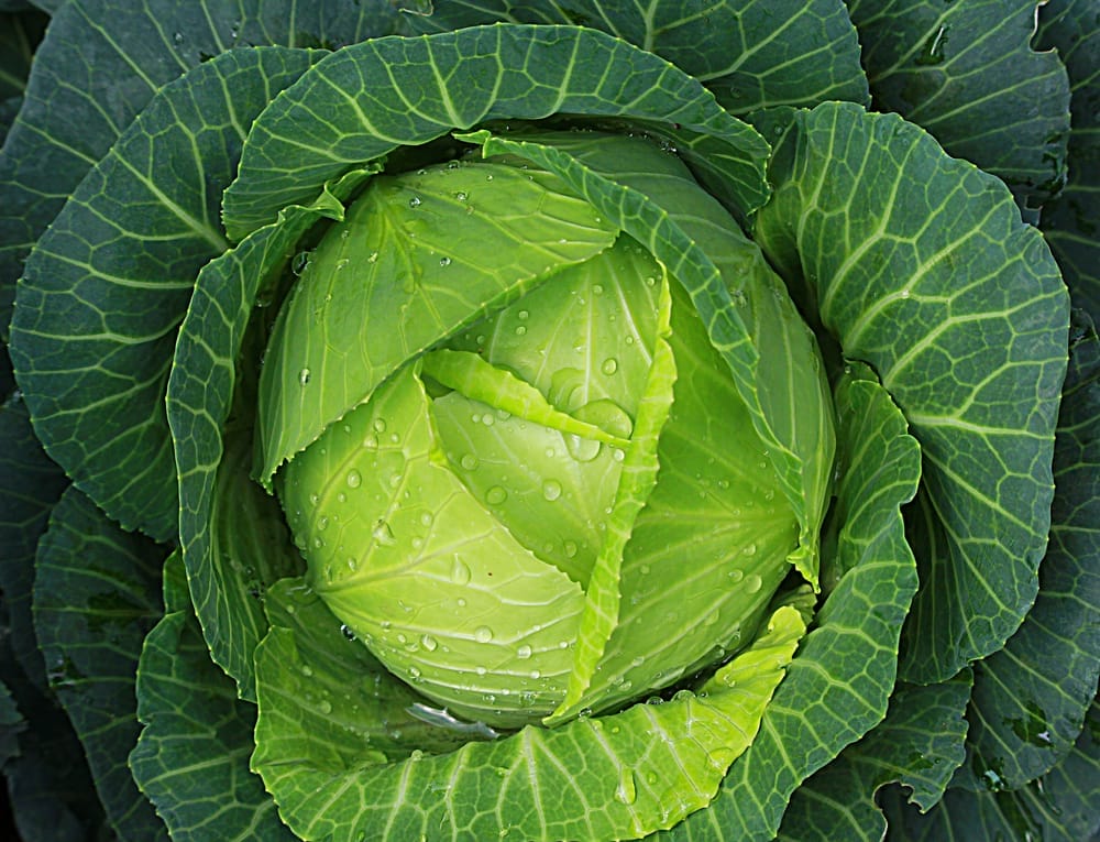 cabbage