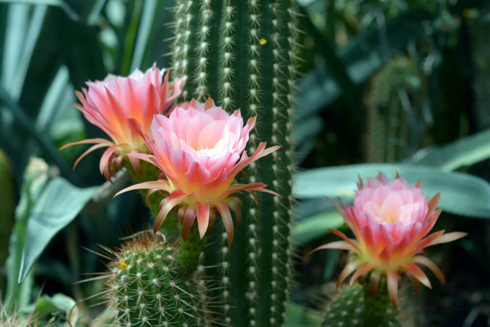 cactus flower