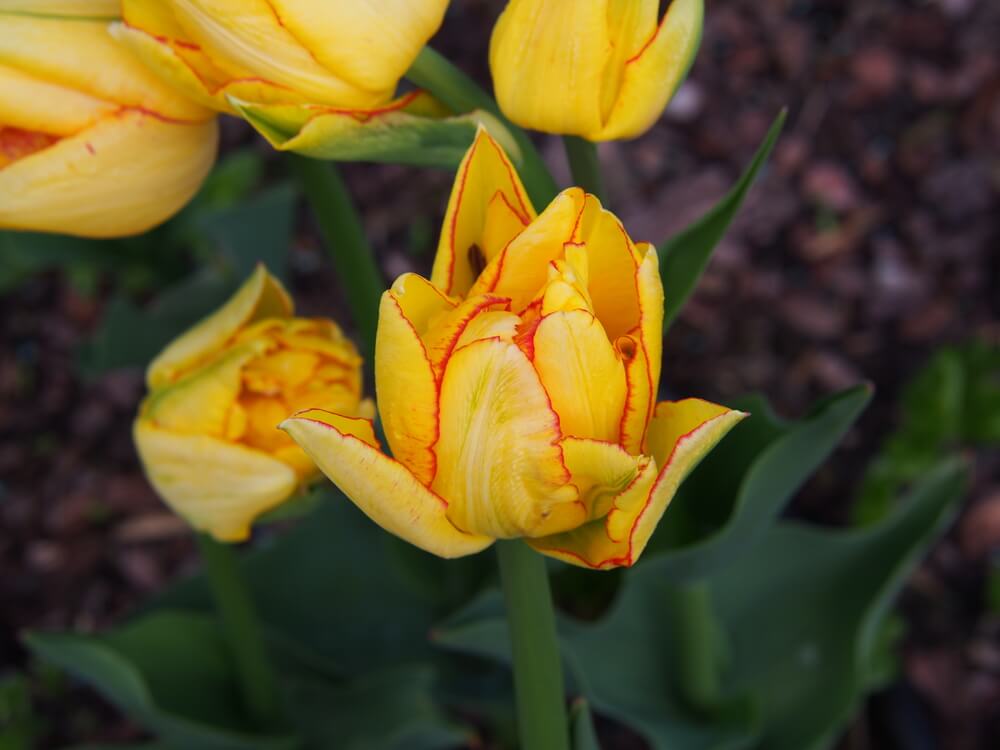 double tulip