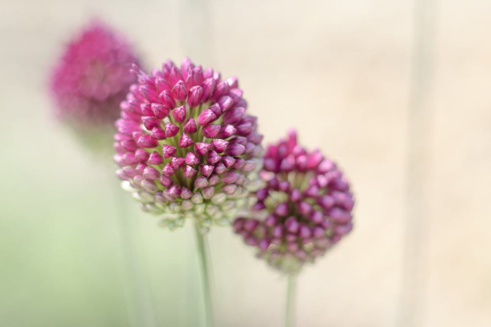 drumstick allium