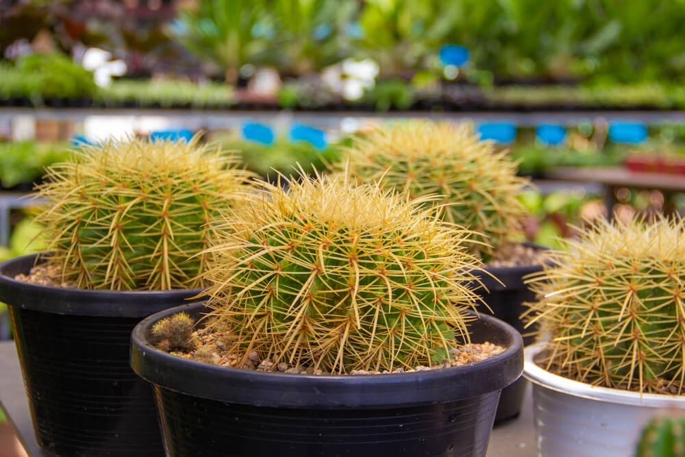 echinocactus