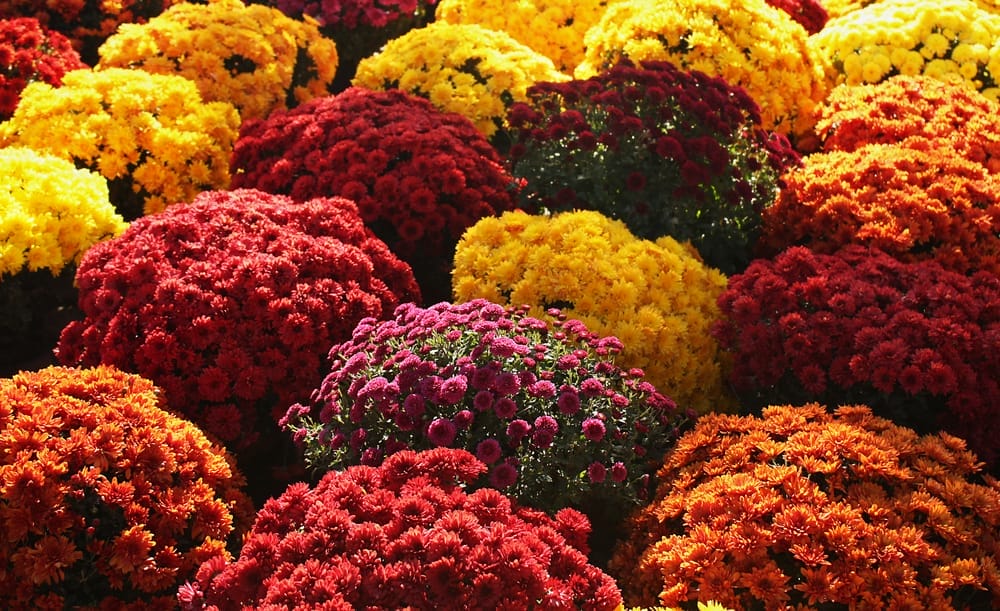 Best Fall Flowers