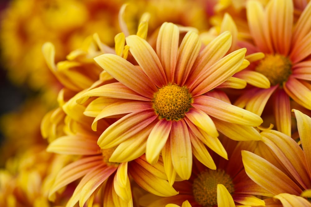 Best Fall Flowers
