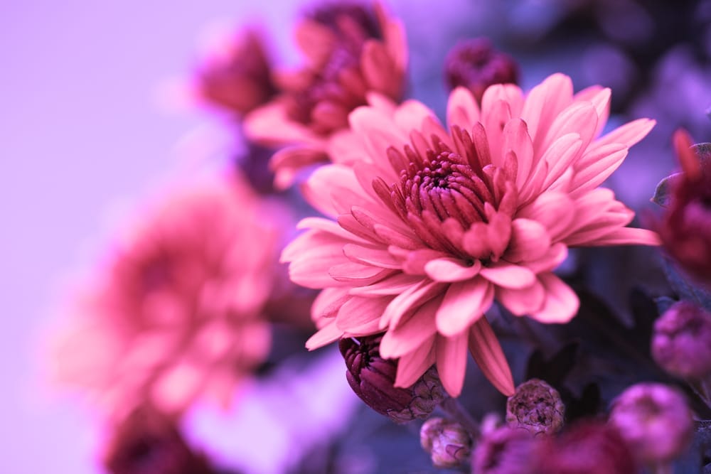 Best Fall Flowers