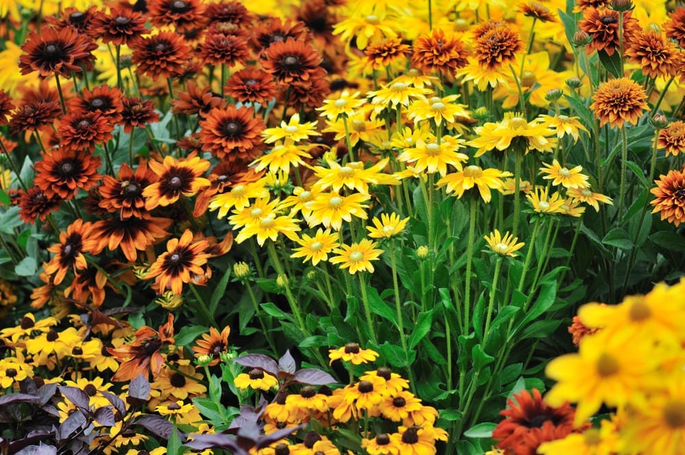 Best Fall Flowers
