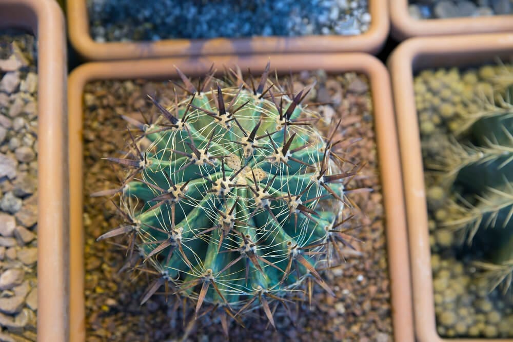 ferocactus