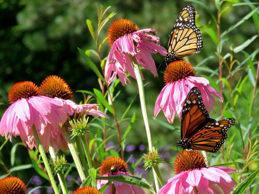 Fall Flower Pollinators