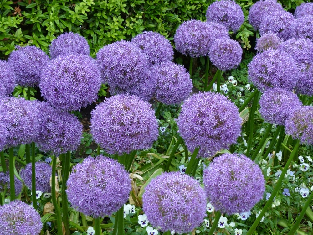 globemaster allium