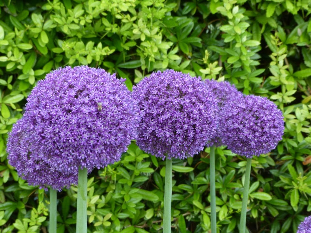 growing alliums