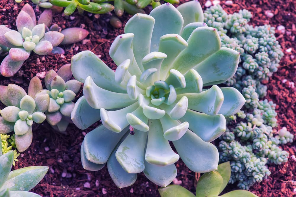 hens and chicks succulents 1