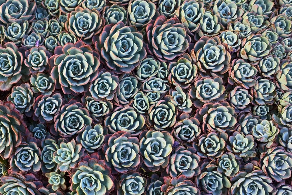 hens and chicks succulents 2