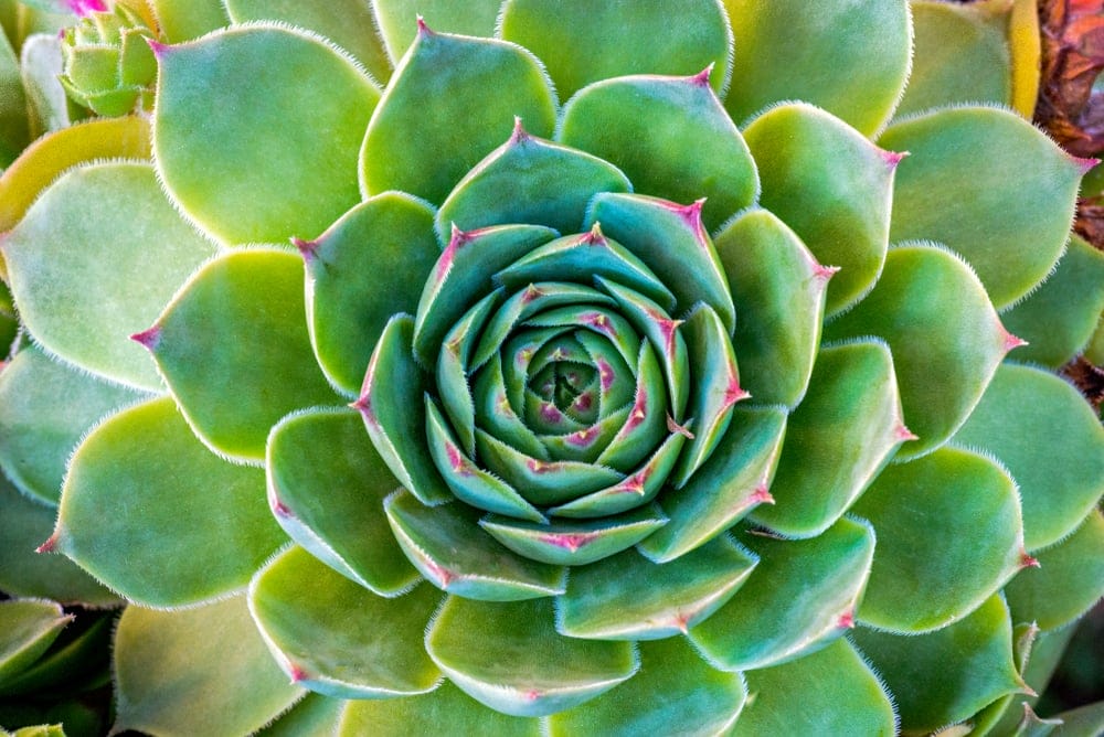 hens and chicks succulents 6
